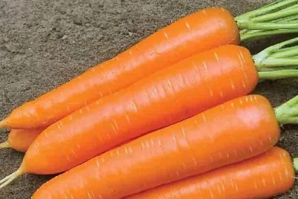 морковь Несравненная