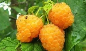 Характеристика ягод