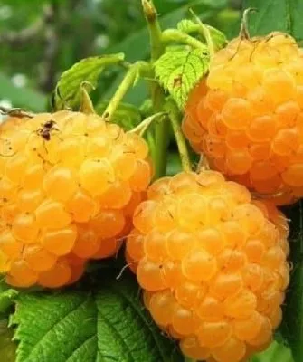 Характеристика ягод