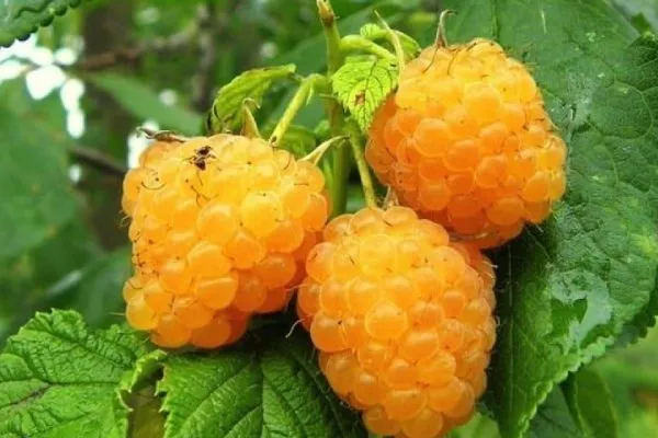 Характеристика ягод