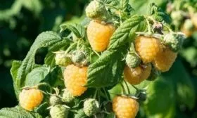 малина Беглянка