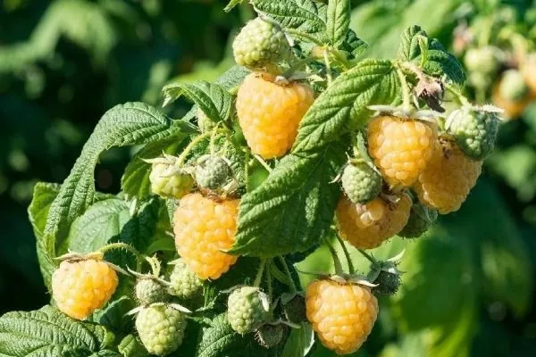 малина Беглянка