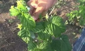 Описание кустов