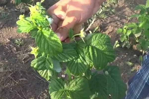 Описание кустов