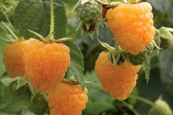 польза малины жёлтой