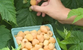 урожай жёлтой малины