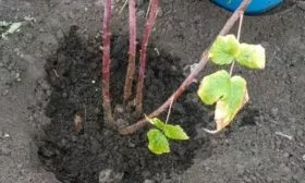 Посадка малины в лунки