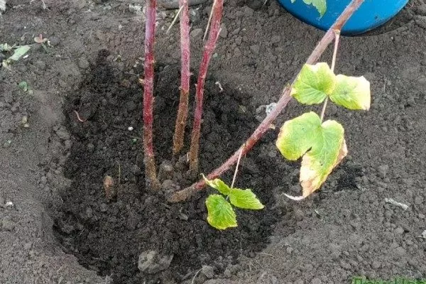 Посадка малины в лунки