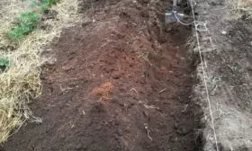 Посадка малины траншеями