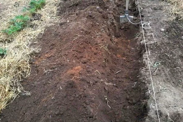 Посадка малины траншеями