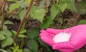 внесение удобрений в малину