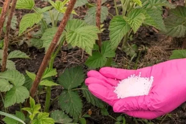 внесение удобрений в малину