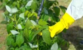 обработка малины весной от болезней и вредителей