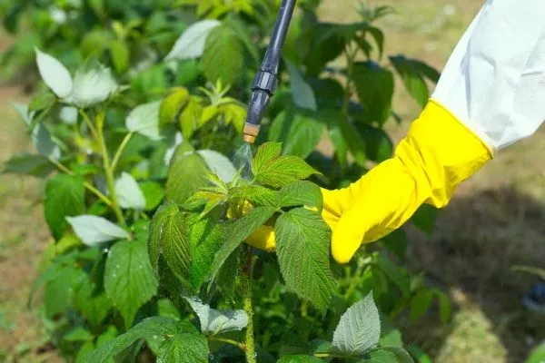 обработка малины весной от болезней и вредителей