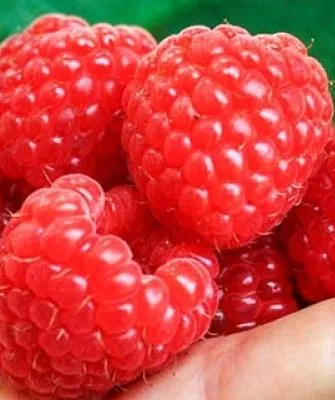 Малина Химбо Топ