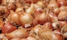 описание луковиц