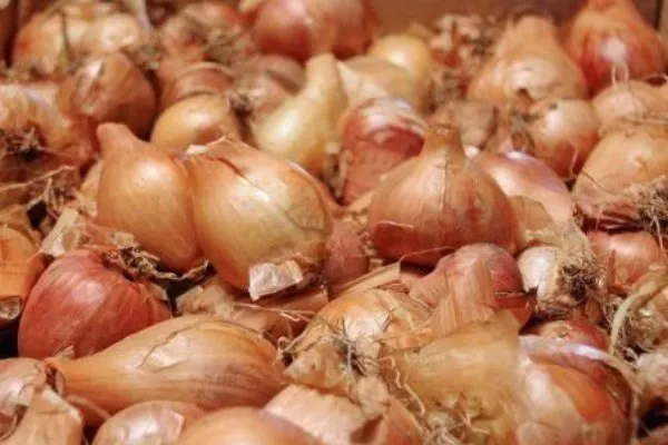 описание луковиц