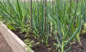 выращивание лука