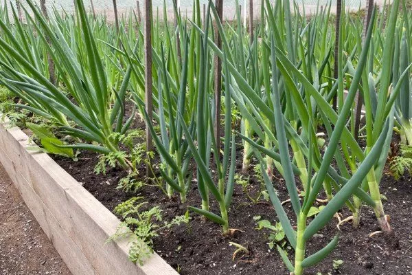 выращивание лука
