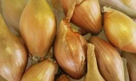 Лук сорта Золотой бочонок