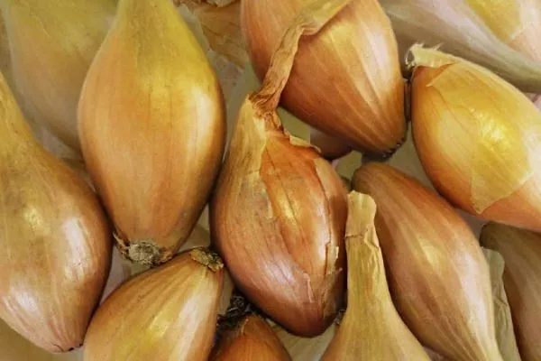 Лук сорта Золотой бочонок