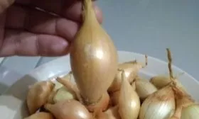 описание луковиц