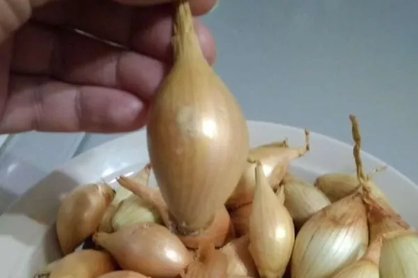 описание луковиц