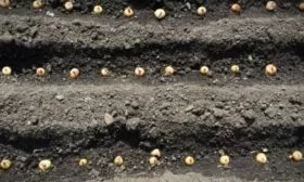 посадка лука