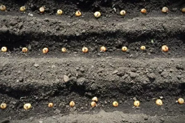 посадка лука