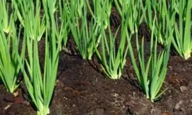 уход за луковыми грядками