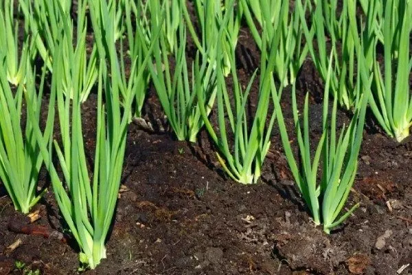 уход за луковыми грядками