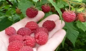 Малина сорта Высокая