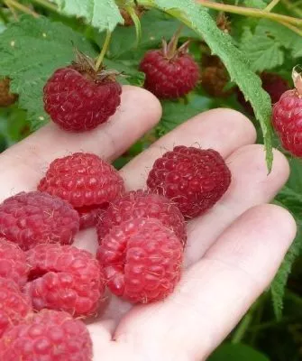 Малина сорта Высокая