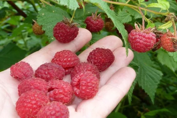 Малина сорта Высокая