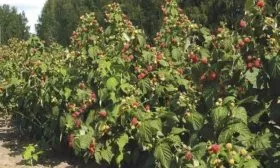 Внешний вид куста