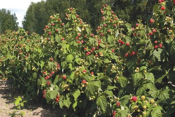 Внешний вид куста