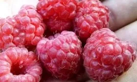 описание ягод