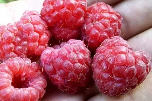 описание ягод