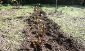 посадка малины