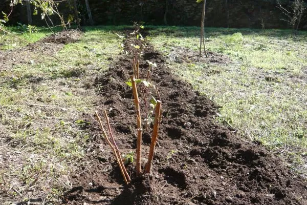 посадка малины