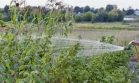 полив малины