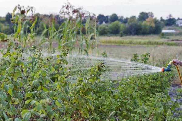 полив малины