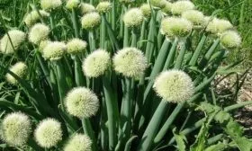 Лук сорта Победный