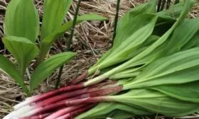 описание лука Победный