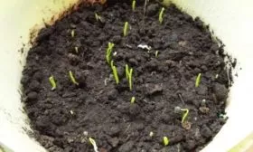 Посев черемши семенами