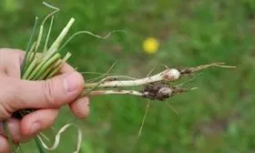 Посев черемши луковицами