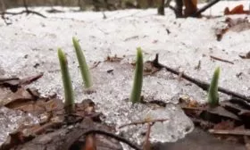 зимовка черемши