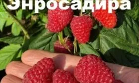 Малина Энросадира