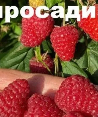 Малина Энросадира