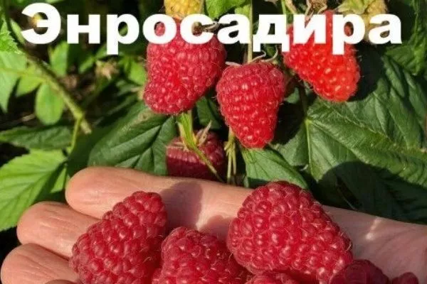 Малина Энросадира
